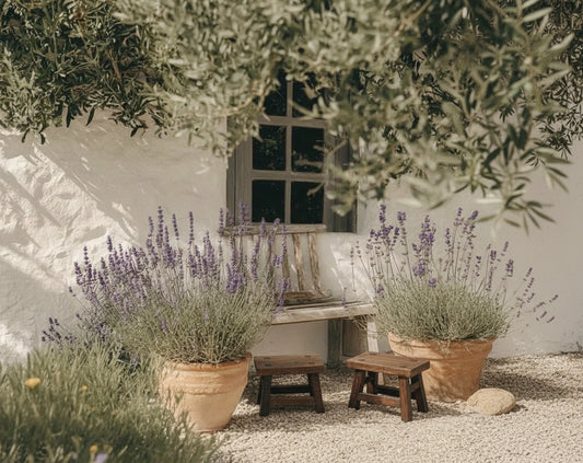 Wanco Roble M Torres del Paine